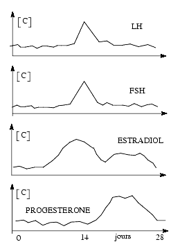 Cholesterol testosterone