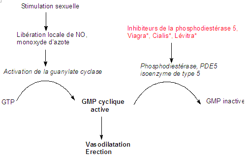 Mécanismes d'action Viagra, Cialias, Levitra