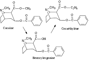 Cocaéthylène