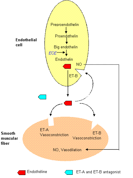 Endothelins; EndotheliumDerived Vasoconstrictor Factors