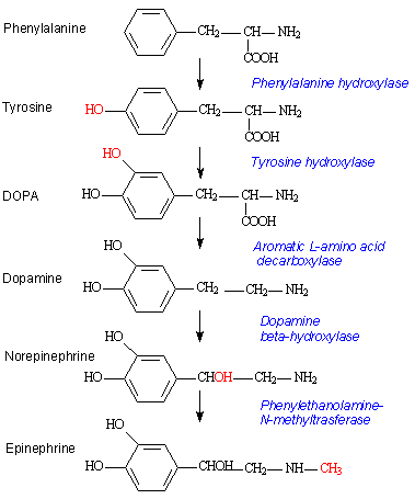 synthesis of noradrenaline