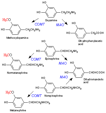 Catecholamine Structure