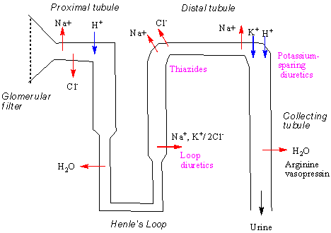 renal physiology tableau