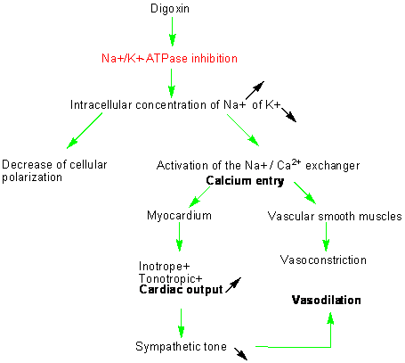Cardiac Glycoside