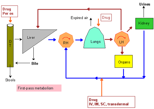 Routes of drug administration - Pharmacorama