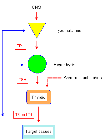 T4 Thyroid