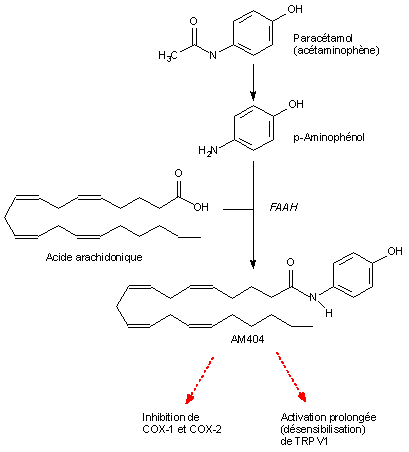 tramadol dosage forms of paracetamol mechanism