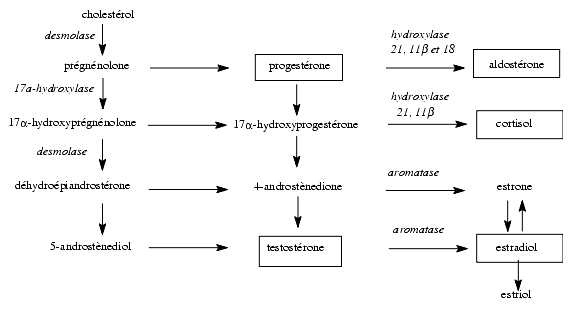 Guaranteed No Stress comment reconnaitre un utilisateur de steroide