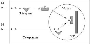 Récepteurs – Pharmacorama