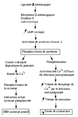 Les récepteurs de surface cellulaire - Labster