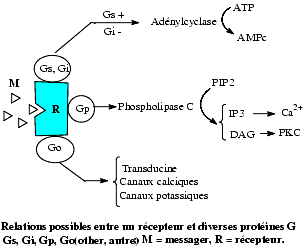 Les récepteurs membranaires, les cibles majeures des médicaments