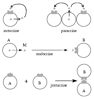 La cellule/membrane plasmique : Notion de récepteurs