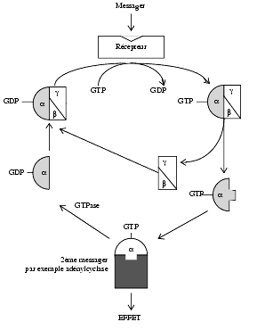 Récepteurs – Pharmacorama