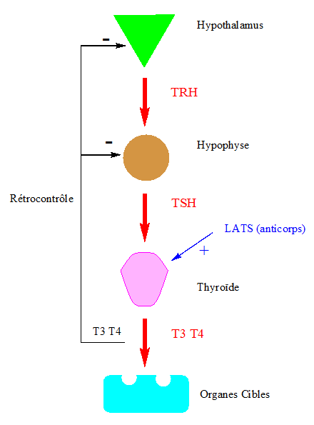 TRH, TSH et hormones thyroïdiennes, antithyroïdiens de synthèse – Pharmacorama