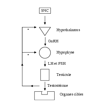 Secretion of testosterone