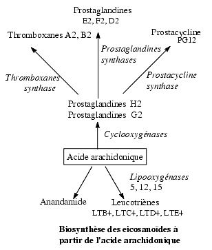 Eicosanoids Metabolism Pharmacorama
