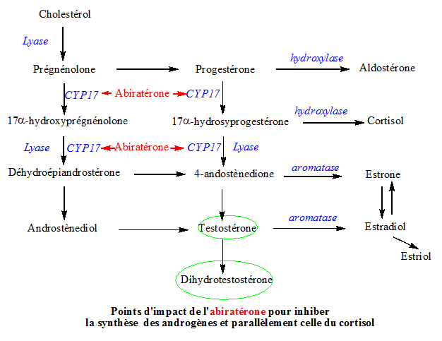 Points d'impact de l’abiratérone 